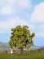 Preview: NOCH 21560 H0/TT/N Apfelbaum mit Früchten
