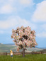 Preview: NOCH 21570 H0/TT/N Obstbaum blühend