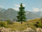 Preview: NOCH 21811 Nordmanntanne 14,5 cm hoch