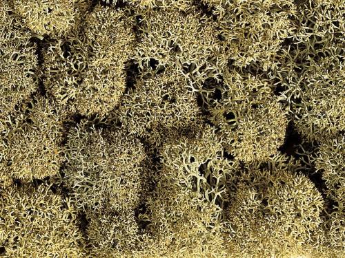 NOCH 08600 Dekormoos, steingrau, 35g